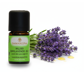 Wilder Berglavendel Bio – Entspannung & innere Balance


Der Wilde Berglavendel Bio ist eine wahre Kostbarkeit unter den Lavendelölen, ein wahrer Schatz der Natur. Im Gegensatz zu anderen Lavendelarten gedeiht der Berglavendel nicht in den Ebenen, sondern gedeiht prächtig in Höhenlagen über 1000 Metern.

Für das Wilder Berglavendel Bio werden speziell ausgewiesene Flächen in Handarbeit und nach den strengen Richtlinien der Bio-Qualität bewirtschaftet und geerntet. Jede Blüte wird sorgfältig von Hand gepflückt, um die Reinheit und Qualität des Öls zu gewährleisten.

Aus den zarten, kleinen Blütenrispen des Wilden Berglavendels wird ein äusserst kostbares und intensives Öl mittels Wasserdampfdestillation gewonnen. Dieser Prozess erfordert viel Geduld und Expertise, um das volle Potenzial der Pflanze zu extrahieren. Das Wirkungsspektrum und die Einsatzgebiete des Wilden Berglavendels entsprechen im Wesentlichen denen des echten Lavendels. Es wird für seine beruhigenden, entspannenden und heilenden Eigenschaften geschätzt. Sein Duft ist jedoch intensiver und herber, was ihn zu einer einzigartigen und unverwechselbaren Variante dieses beliebten ätherischen Öls macht.

Der Wilder Berglavendel Bio gehört zur Pflanzenfamilie der Lamiaceae, den Lippenblütengewächsen, und sein charakteristisches Aroma und seine vielfältigen Anwendungsmöglichkeiten machen ihn zu einem unverzichtbaren Bestandteil der Aromatherapie und Naturkosmetik.


✔️  Lavendel mischt sich gut mit Grapefruit, Bergamotte, Kamille, Palmarosa, Rosenholz und Linoleaholz

✔️  Bei Stress einfach in einen Riechstift träufeln, den Duft tief einatmen und entspannen.

✔️  Bei Unruhezuständen & Schlafstörungen mit Aprikosenkernöl, Rose und Melisse mischen und als Kompresse auf das Brustbein auflegen.