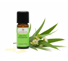 Eukalyptus Citriodora BIO 10ml – Erfrischendes Zitroneneukalyptusöl


Erlebe die sanfte Kraft des Zitroneneukalyptus!

Das Eukalyptus Citriodora BIO wird aus den Blättern der Eucalyptus citriodora gewonnen, die an der Ostküste Australiens gedeihen. Im Vergleich zu anderen Eukalyptusarten ist er milder und wird auch von Kindern gut vertragen. Wie alle Eukalyptusarten befreit er die Atemwege und lässt tief durchatmen. Sein erfrischendes Aroma mit zarter Zitrusnote schenkt neue Motivation, klärt den Geist und bringt mehr Leichtigkeit in den Alltag.

Mit seinem frischen Duft motiviert er und inspiriert bei Aussichtslosigkeit zu neuen Wegen zu finden. Er unterstützt unsere Lebensfreude und Kreativität.


Anwendungsempfehlungen

✔️  Für freie Atemwege: In der Duftlampe oder im Aromavernebler – ideal in Erkältungszeiten oder um die Luft zu erfrischen.

✔️  Frisches, zitroniges Duftprofil das belebt und motiviert - unterstützt freies Atmen und klärt die Raumluft

✔️  Im Auto: Gemeinsam mit Zitrone und Cajeput im Auto-Aromabedufter – sorgt für Konzentration und Frische auf langen Fahrten.

✔️  Harmonische Mischungen: Kombiniert sich wunderbar mit Rosengeranie, Tonka, Lavendel, Linaloeholz oder Schafgarbe.

✔️ Zu medizinischen und kosmetischen Einsatzmöglichkeiten geben Dir ausgebildete Fachkräfte gerne weitere Auskünfte.

✔️  Für Kinder: Mild & ideal für Kinder geeignet, in der Duftlampe mit Mandarine rot und Ravintsara – eine sanfte Mischung für kleine Schnupfennasen.