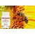 Forever Bee Pollen - Nahrungsergänzungsmittel mit Bienenpollen, wertvollem Honig und Gelée Royal.