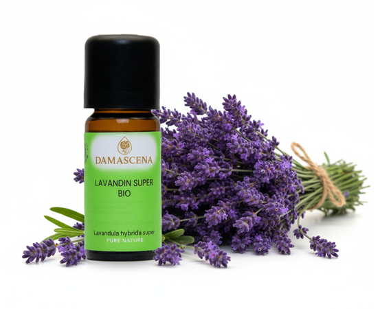 Lavandin super Bio 
Ein Duft, der an die sonnenwarmen Felder und die klare Kräuterluft der Provence erinnert.
Lavandin (Lavandula hybrida "Super") ist eine natürliche Kreuzung aus Echtem Lavendel (Lavandula angustifolia) und Speiklavendel (Lavandula latifolia) und gehört zur Familie der Lippenblütler. Er wurde um 1930 in der Provence zufällig entdeckt. Er wächst kräftiger und ertragreicher als sein zarter Verwandter und gedeiht besonders gut in den sonnigen, trockenen Lagen der Provence. Sein ätherisches Öl enthält mehr Kampfer als das des Echten Lavendels – das verleiht ihm einen krautigeren, klareren und deutlich aktivierenden Duftcharakter.
Früher legte man Lavandinbüschel zwischen die Wäsche, um sie vor Motten zu schützen und ihnen einen frischen, sauberen Duft zu verleihen. In ländlichen Regionen galt er als Kraut der Reinigung – für den Raum ebenso wie für den Geist.
Sein Duft steht für Aktivierung und Klarheit, für Tatkraft und geistige Frische. Lavandin erinnert uns daran, dass Reinheit nicht nur beruhigt, sondern auch aufweckt – ein Kraut, das antreibt, statt nur zu entspannen.
Er wirkt bei Muskelkrämpfen, Nervosität, als Zeckenschutz sowie bei Pilzerkrankungen und Dermatitis. Vorsicht bei Schwangeren und Kleinkindern.
Eigenschaften:
Körperlich: schmerzstillend, insektenabweisend
Psychisch: anregend, stärkend , bei Nervosität