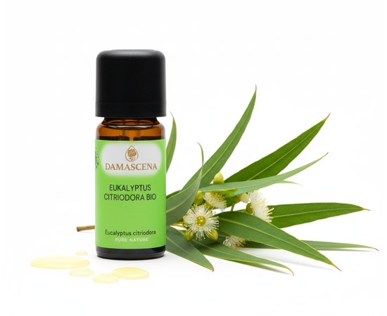 Eukalyptus Citriodora BIO 10ml – Erfrischendes Zitroneneukalyptusöl


Erlebe die sanfte Kraft des Zitroneneukalyptus!

Das Eukalyptus Citriodora BIO wird aus den Blättern der Eucalyptus citriodora gewonnen, die an der Ostküste Australiens gedeihen. Im Vergleich zu anderen Eukalyptusarten ist er milder und wird auch von Kindern gut vertragen. Wie alle Eukalyptusarten befreit er die Atemwege und lässt tief durchatmen. Sein erfrischendes Aroma mit zarter Zitrusnote schenkt neue Motivation, klärt den Geist und bringt mehr Leichtigkeit in den Alltag.

Mit seinem frischen Duft motiviert er und inspiriert bei Aussichtslosigkeit zu neuen Wegen zu finden. Er unterstützt unsere Lebensfreude und Kreativität.


Anwendungsempfehlungen

✔️  Für freie Atemwege: In der Duftlampe oder im Aromavernebler – ideal in Erkältungszeiten oder um die Luft zu erfrischen.

✔️  Frisches, zitroniges Duftprofil das belebt und motiviert - unterstützt freies Atmen und klärt die Raumluft

✔️  Im Auto: Gemeinsam mit Zitrone und Cajeput im Auto-Aromabedufter – sorgt für Konzentration und Frische auf langen Fahrten.

✔️  Harmonische Mischungen: Kombiniert sich wunderbar mit Rosengeranie, Tonka, Lavendel, Linaloeholz oder Schafgarbe.

✔️ Zu medizinischen und kosmetischen Einsatzmöglichkeiten geben Dir ausgebildete Fachkräfte gerne weitere Auskünfte.

✔️  Für Kinder: Mild & ideal für Kinder geeignet, in der Duftlampe mit Mandarine rot und Ravintsara – eine sanfte Mischung für kleine Schnupfennasen.