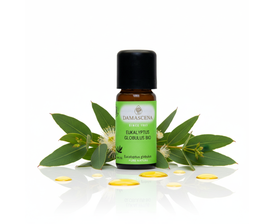 Eukalyptus Globulus BIO – Befreiend. Belebend. Klar.


Atme tief durch – mit der kraftvollen Frische des Eukalyptus!

Das ätherische Eukalyptus Globulus BIO Öl von myAloe.ch ist ein Klassiker unter den Naturölen, wenn es um freie Atmung, Vitalität und mentale Stärke geht.
Sein klarer, kampferartiger Duft reinigt die Luft, belebt die Sinne und schenkt neue Energie – ideal bei Erschöpfung, geistiger Müdigkeit oder in der Erkältungszeit.

Hergestellt aus den Blättern des Eucalyptus globulus, enthält das Öl einen hohen Anteil an 1,8-Cineol (Eucalyptol) – bekannt für seine schleimlösenden, antibakteriellen und entzündungshemmenden Eigenschaften.
Ein reiner Atem, ein klarer Geist und neue Kraft – das ist die wohltuende Wirkung dieses naturreinen Bio-Öls.

Eukalyptus Globulus BIO verbindet Frische und Reinheit auf einzigartige Weise. Der Duft erinnert an klare Bergluft und hilft, tief durchzuatmen – besonders wohltuend bei Atemwegsbeschwerden oder Erschöpfung.
Es klärt den Geist, fördert Konzentration und stärkt das Durchhaltevermögen – perfekt für lange Arbeitstage oder zur Unterstützung in der Lernphase. Auch in der Naturheilkunde wird Eukalyptus seit Jahrhunderten geschätzt – als reinigender, schützender und vitalisierender Begleiter.