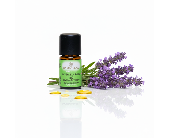 ⭐ Traditionelle Anwendung in der Aromatherapie
In der klassischen Aromatherapie wird der Lavendel Sevilla traditionell eingesetzt bei:

Erkältungen, verschleimten Bronchien & Hustenreiz
Stirn- und Nebenhöhlenbeschwerden
Ohrenentzündungen (nur verdünnt & fachgerecht)
Wundheilung und Narbenpflege
Erschöpfung & Energielosigkeit
⚡ Tipp: Mische 8–12 Tropfen Lavendel Sevilla BIO in 75 ml Damascena Basisöl – als Erkältungsöl zur Brust-, Rücken- und Fussmassage. Mehrmals täglich einmassieren für befreites Atmen.



✨ Duftprofil & Duftwirkung
Duftprofil: stechend-krautig, frisch, klar
Duftthema: anregend, öffnend, ausgleichend, stimulierend

Emotional:
Der Lavendel Sevilla BIO weckt Lebensfreude, klärt den Geist und stärkt die Konzentration. Er hilft, innere Schwere und Müdigkeit zu vertreiben, bringt Balance in stressigen Phasen und schenkt neue Vitalität.

Körperlich:
Durch seinen hohen Ketongehalt wirkt er schleimlösend, krampflösend und durchblutungsfördernd. Besonders wohltuend bei Atemwegsproblemen, Muskelverspannungen oder Wundheilung.
