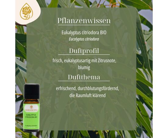 Eucalyptus citriodora Bio
Ein Duft, der sofort an klare Luft, Weite und frischen Wind erinnert. Sein Name verrät seine Herkunft: Das griechische eu bedeutet schön, kalyptos verborgen – benannt nach den Blütenknospen, die bis zur Blüte von einer Hülle bedeckt sind.
Der immergrüne Baum kann bis zu 50 Meter hoch werden und wächst in wärmeren Regionen wie Brasilien, Afrika und Asien. Von den rund 600 bekannten Eukalyptusarten ist Eucalyptus citriodora eine besonders feine: Ihr hoher Aldehydgehalt verleiht ihr einen frischen, zitronigen Duft, der sie deutlich von den bekannten Erkältungsölen unterscheidet.
Schon früher legte man Eukalyptuszweige in der Nähe von Schlafplätzen aus, um Insekten fernzuhalten. In der traditionellen Medizin wurde er bei Muskelschmerzen und Insektenstichen geschätzt – ein Kraut der Abgrenzung und des Schutzes.
Sein Duft steht für Reinigung und Erneuerung, für geistige Klarheit und Leichtigkeit. Eukalyptus erinnert uns daran, dass es manchmal gut tut, Altes loszulassen – und frische Luft hereinzulassen.