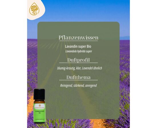 Lavandin super Bio
Ein Duft, der an die sonnenwarmen Felder und die klare Kräuterluft der Provence erinnert.
Lavandin (Lavandula hybrida "Super") ist eine natürliche Kreuzung aus Echtem Lavendel (Lavandula angustifolia) und Speiklavendel (Lavandula latifolia) und gehört zur Familie der Lippenblütler. Er wurde um 1930 in der Provence zufällig entdeckt. Er wächst kräftiger und ertragreicher als sein zarter Verwandter und gedeiht besonders gut in den sonnigen, trockenen Lagen der Provence. Sein ätherisches Öl enthält mehr Kampfer als das des Echten Lavendels – das verleiht ihm einen krautigeren, klareren und deutlich aktivierenden Duftcharakter.
Früher legte man Lavandinbüschel zwischen die Wäsche, um sie vor Motten zu schützen und ihnen einen frischen, sauberen Duft zu verleihen. In ländlichen Regionen galt er als Kraut der Reinigung – für den Raum ebenso wie für den Geist.
Sein Duft steht für Aktivierung und Klarheit, für Tatkraft und geistige Frische. Lavandin erinnert uns daran, dass Reinheit nicht nur beruhigt, sondern auch aufweckt – ein Kraut, das antreibt, statt nur zu entspannen.
Er wirkt bei Muskelkrämpfen, Nervosität, als Zeckenschutz sowie bei Pilzerkrankungen und Dermatitis. Vorsicht bei Schwangeren und Kleinkindern.
Eigenschaften:
Körperlich: schmerzstillend, insektenabweisend
Psychisch: anregend, stärkend , bei Nervosität